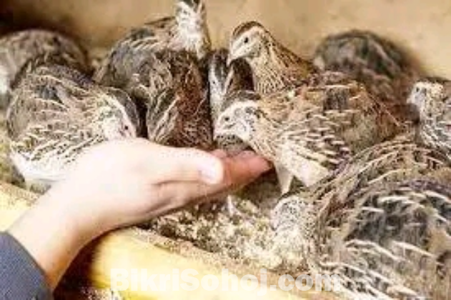 Koyel pakhi sell hobe